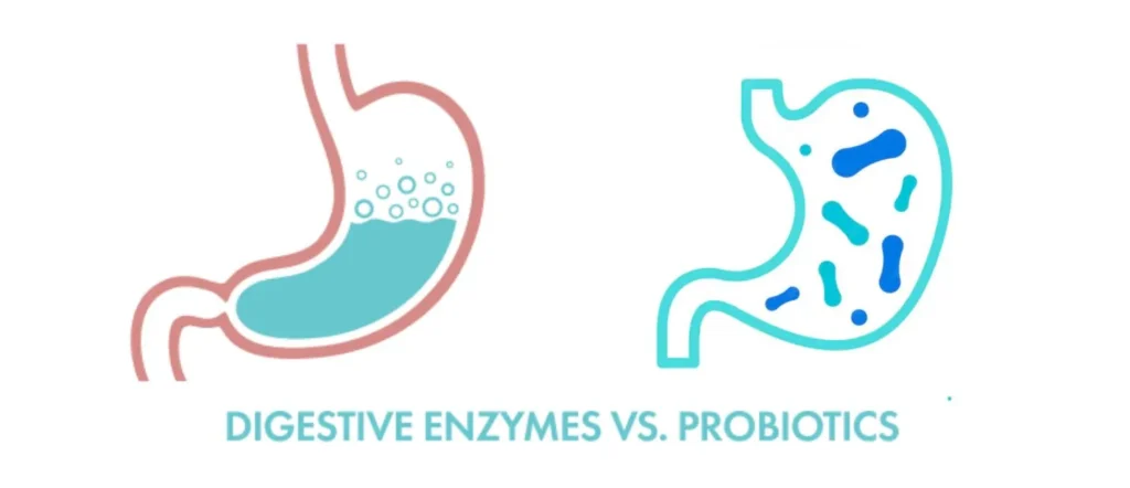 Probiotics vs. Digestive Enzymes