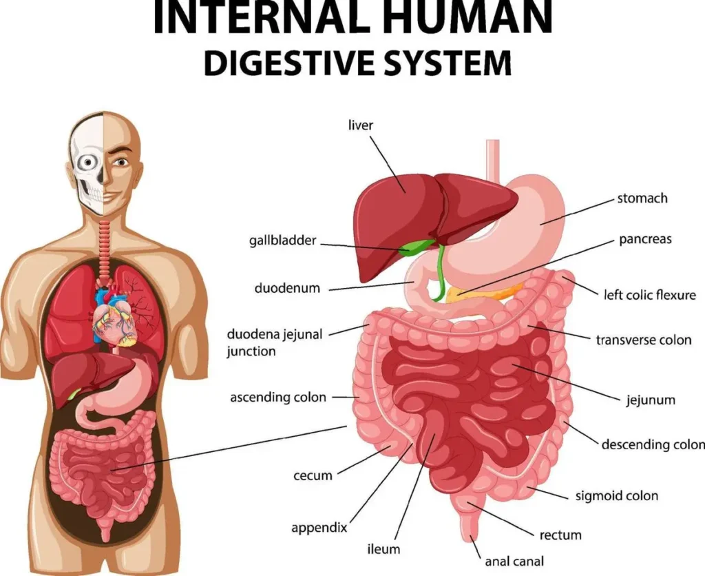 Digestive System Labeled